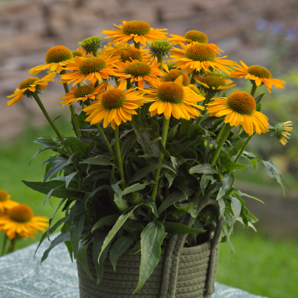 SUNMAGIC VINTAGE YELLOW ECHINACEA 1gal
