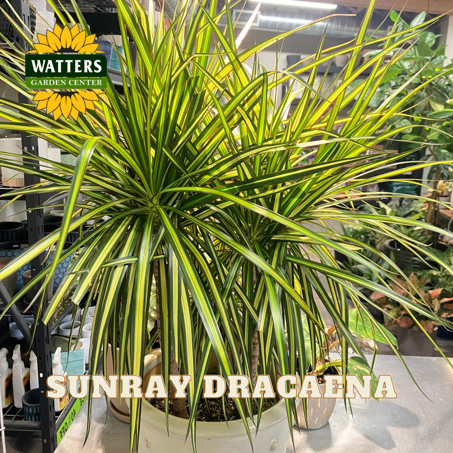 Potted Sunray Dracaena plant with Watters Garden Center logo in a greenhouse setting.