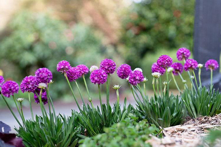 VIVID DREAMS ARMERIA 1gal