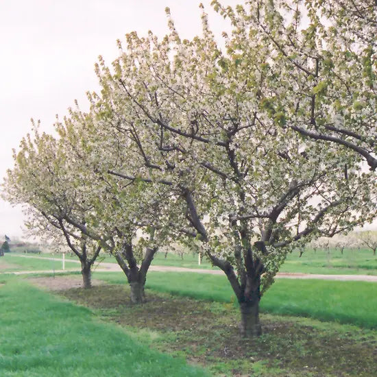 RAINIER CHERRY TREE 5gal