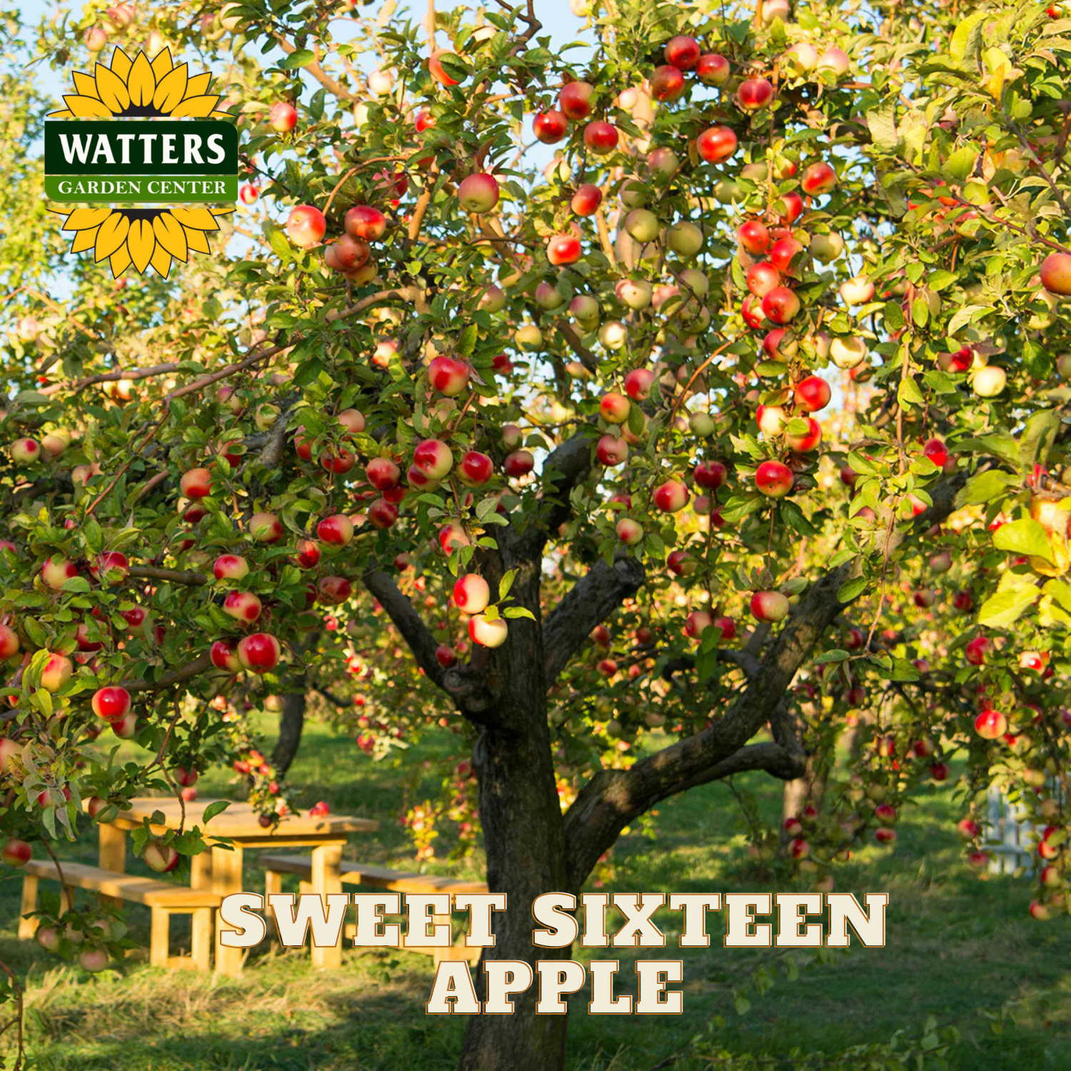 Take A Look About Sweet 16 Apple