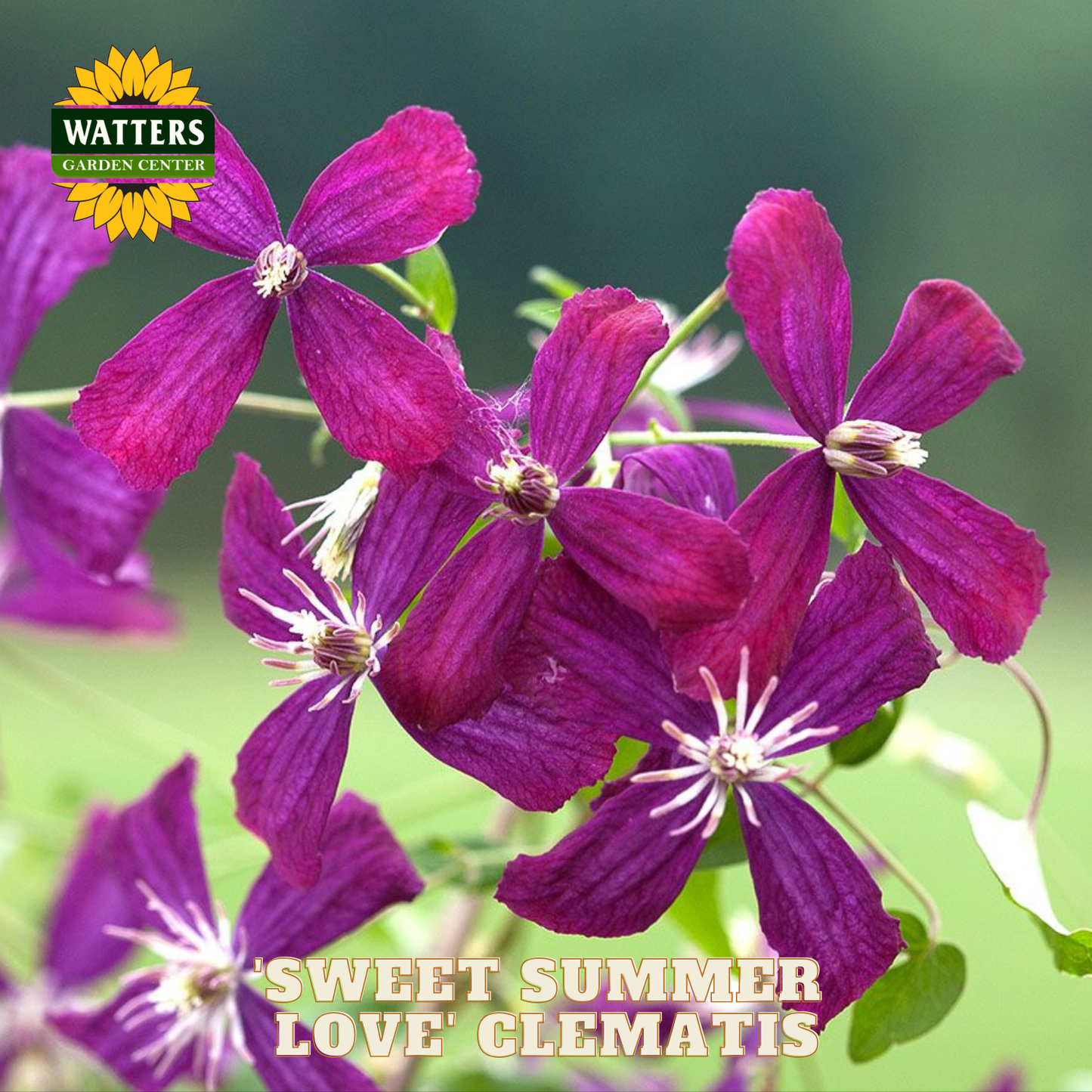 Purple 'Sweet Summer Love' Clematis flowers with Watters Garden Center logo.