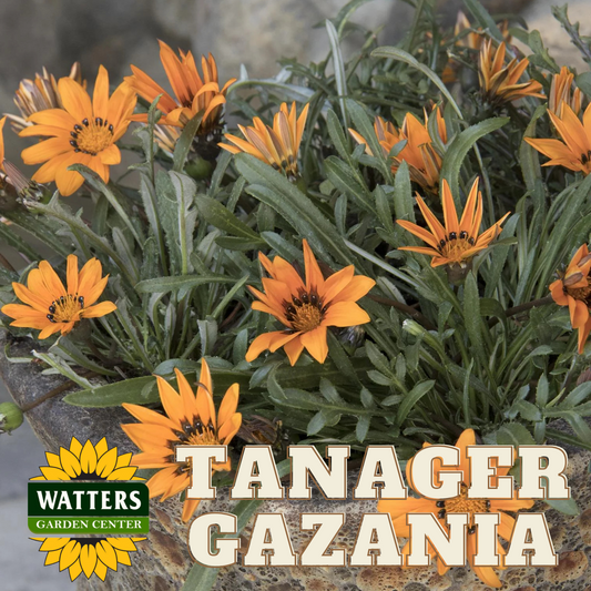 TANAGER GAZANIA 1gal
