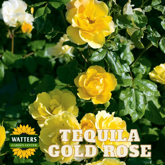 TEQUILA GOLD ROSE 5gal