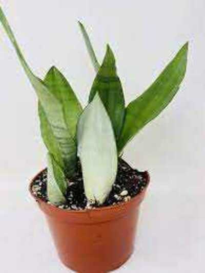 SNAKE PLANT 6in