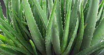 ALOE VERA  4 IN