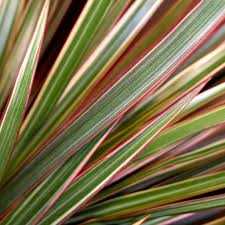 BICOLOR DRACAENA MARGINATA 6in