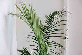 MAJESTY PALM 10 IN