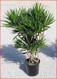 TARZAN DRACAENA BUSH 10in