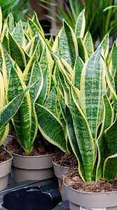 GOLDEN EDGE SNAKE PLANT 6in
