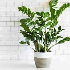 ZZ PLANT 14 IN.