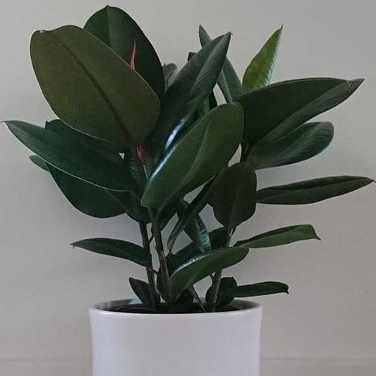 TINEKE RUBBER FICUS 10in