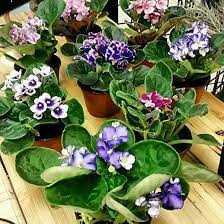 AFRICAN VIOLET ASSORTED 4 IN