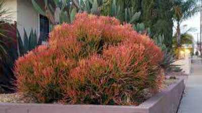 EUPHORBIA FIRE STICK 5gal