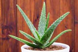 ALOE VERA 6in
