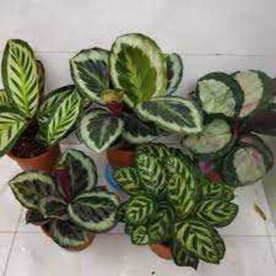 ASSORTED CALATHEA 6in