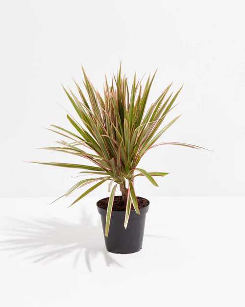 DRACAENA ASSORTED 6in