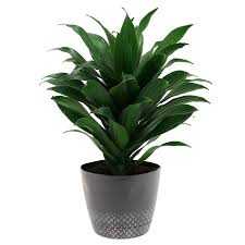 JANET CRAIG COMPACT DRACAENA 10in