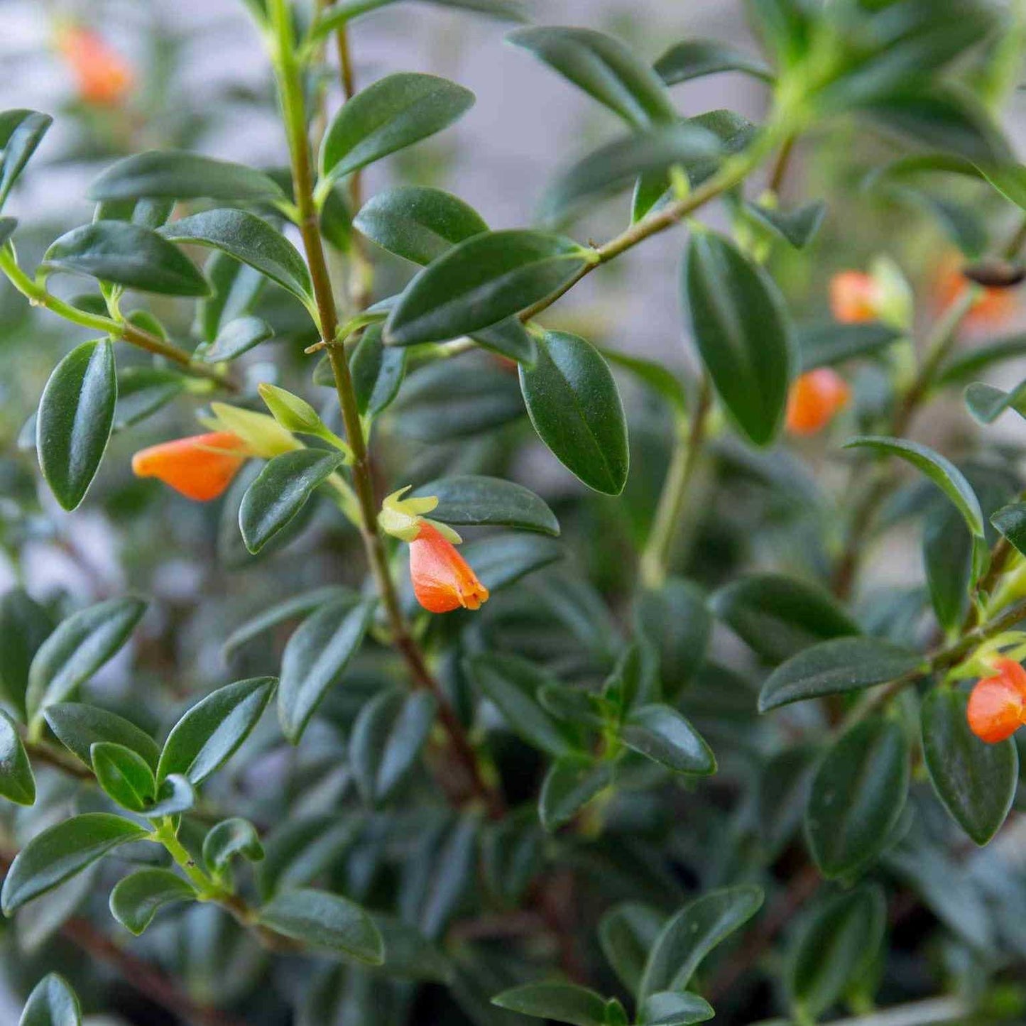 CANDY CORN GOLDFISH PLANT 6in HANGING