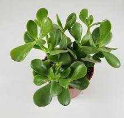 ASSORTED JADE 6in