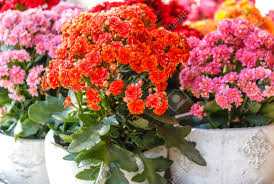 succulent kalanchoe blossfeldiana BLOSSFELD KALANCHOE 4in – Watters Garden Center