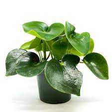 OWL'S EYE PEPEROMIA 6in