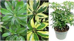 DWARF UMBRELLA TREE 6in