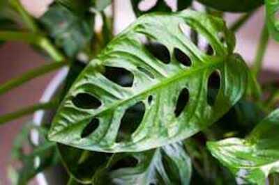 MONSTERA SWISS CHEESE VINE 6in