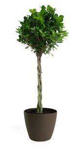 MOCLAME BRAID FICUS 12in