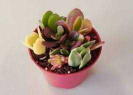 ASSORTED JADE 8in