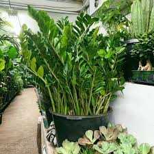 ZZ PLANT 8 IN.