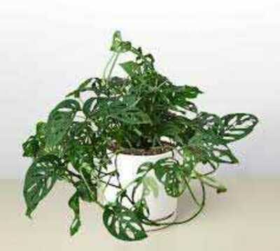 MONSTERA DELICIOSA 6in