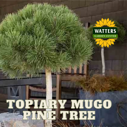 TOPIARY MUGO PINE TREE 5gal