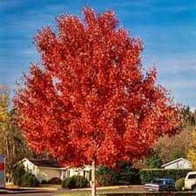 AUTUMN BLAZE MAPLE 25gal