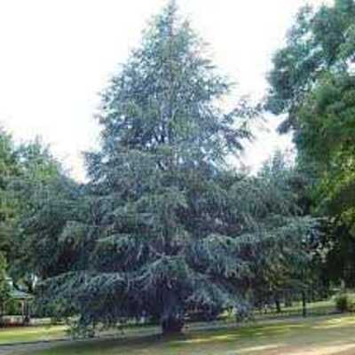 BLUE ATLAS CEDAR 7gal