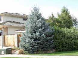 FAT ALBERT SPRUCE 10gal