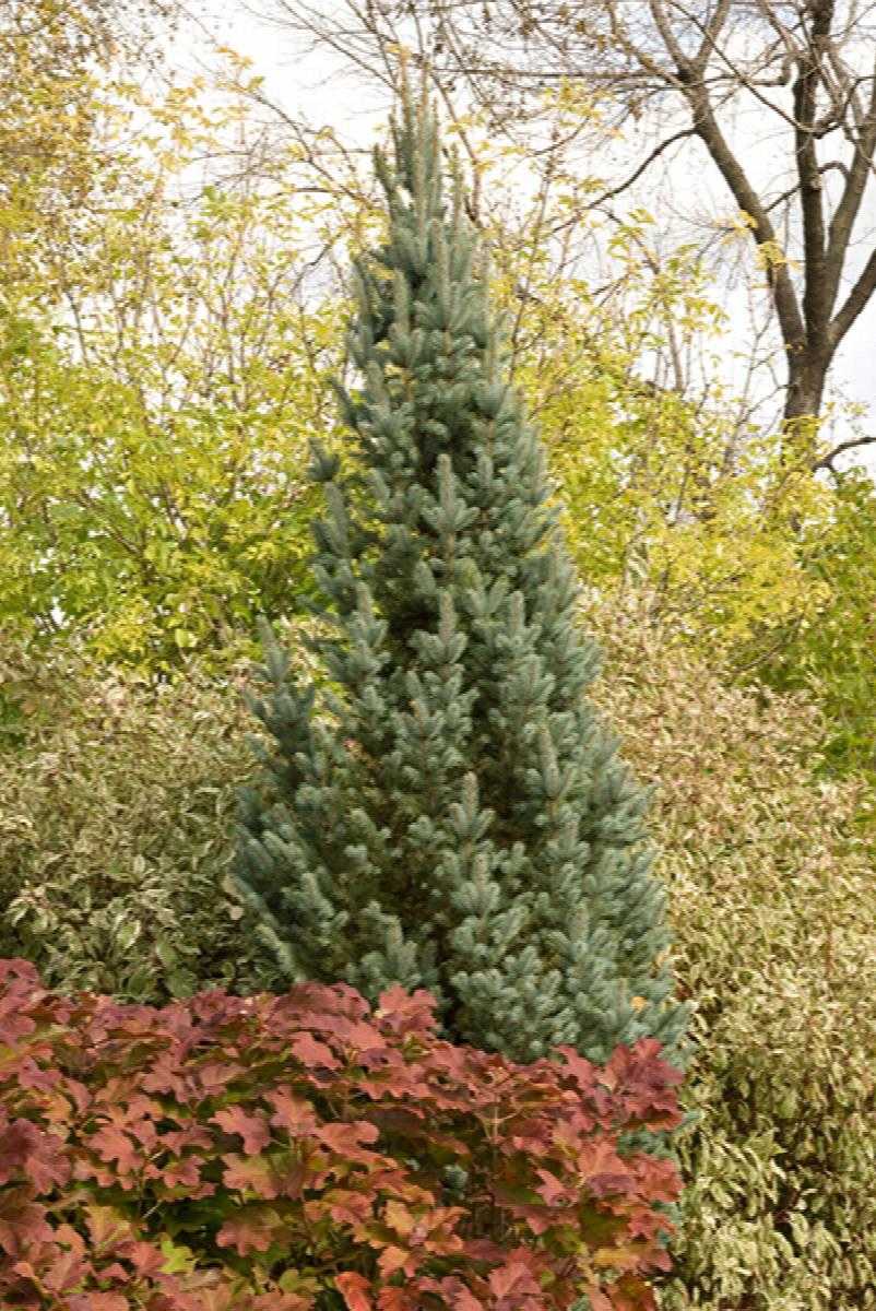 FASTIGIATA COLUMN SPRUCE 7gal