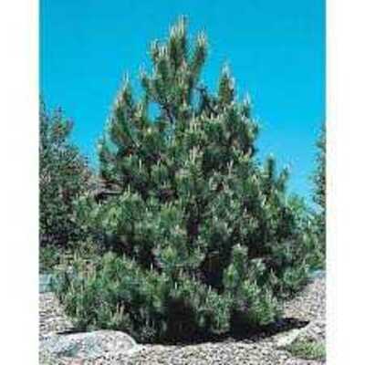AUSTRIAN PINE TREE 10gal