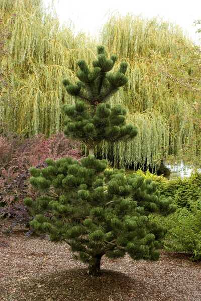 OREGON GREEN PINE TREE 3-4ft