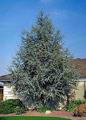 BLUE ATLAS CEDAR 5gal