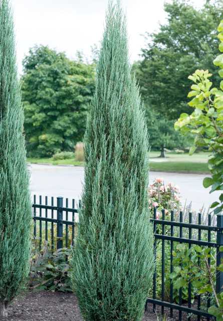 BLUE ARROW JUNIPER TREE 5gal