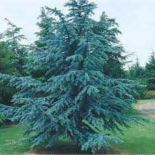 BLUE ATLAS CEDAR 7gal