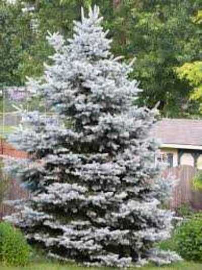 BACHERI SPRUCE TREE 5gal