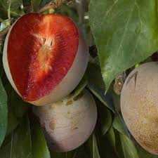 ELEPHANT HEART PLUM TREE 7gal