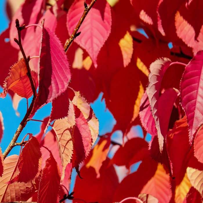 WEEPING FLOWERING CHERRY TREE 5gal