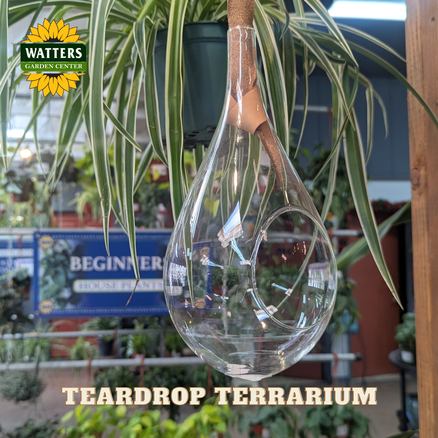 Clear glass teardrop shaped terrarium planter with a brown leather hanging strap. Store background with houseplants behind planter with Watters logo.
