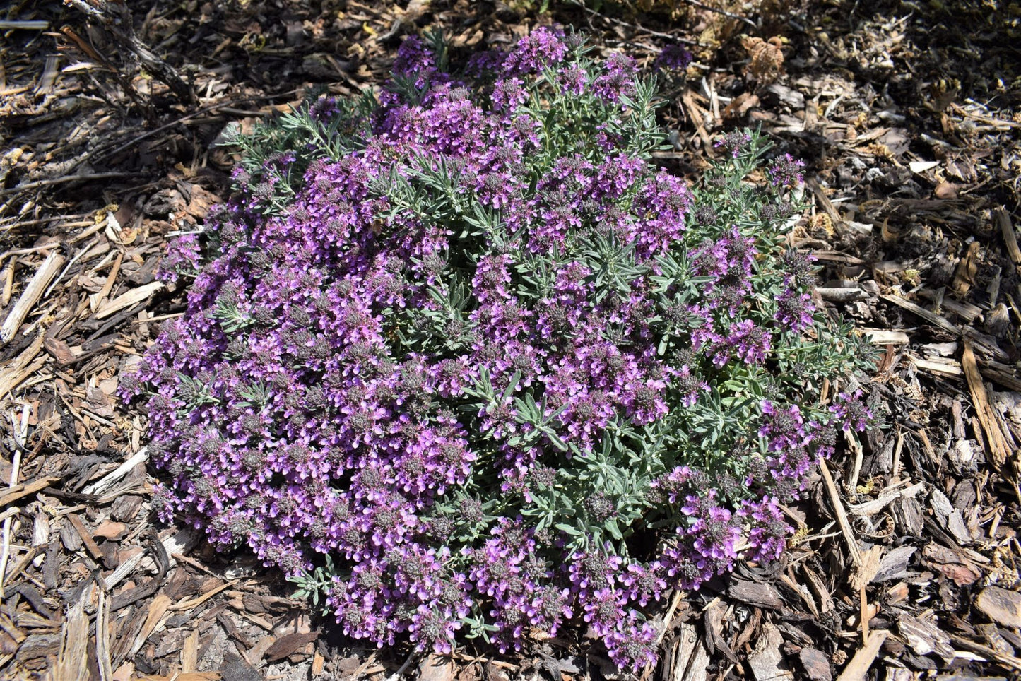 GRAY CREEPING GERMANDER 1gal
