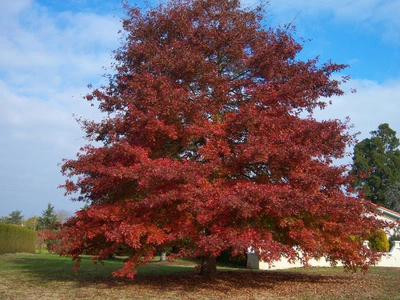 TEXAS RED OAK TREE 10gal