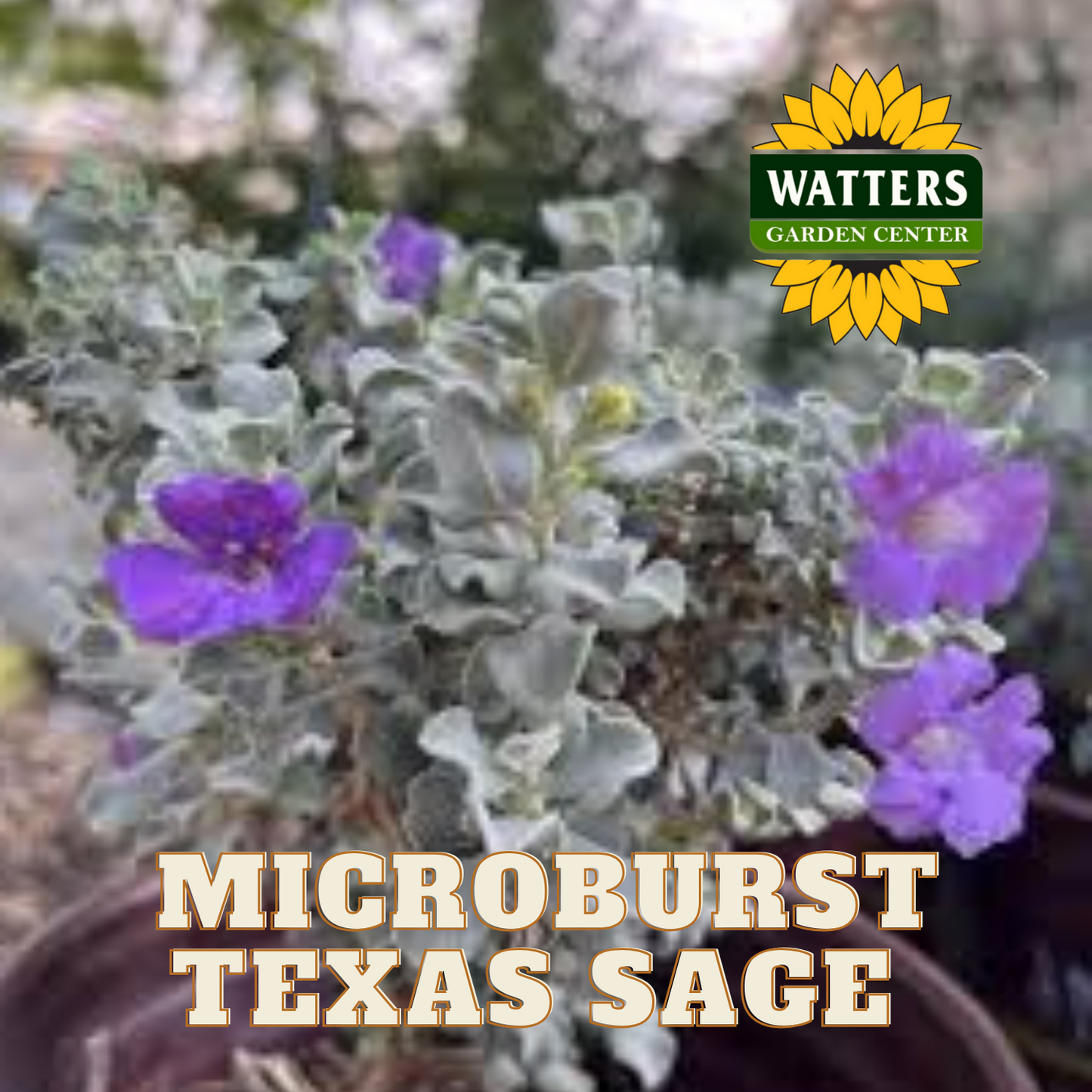 Microburst Texas Sage