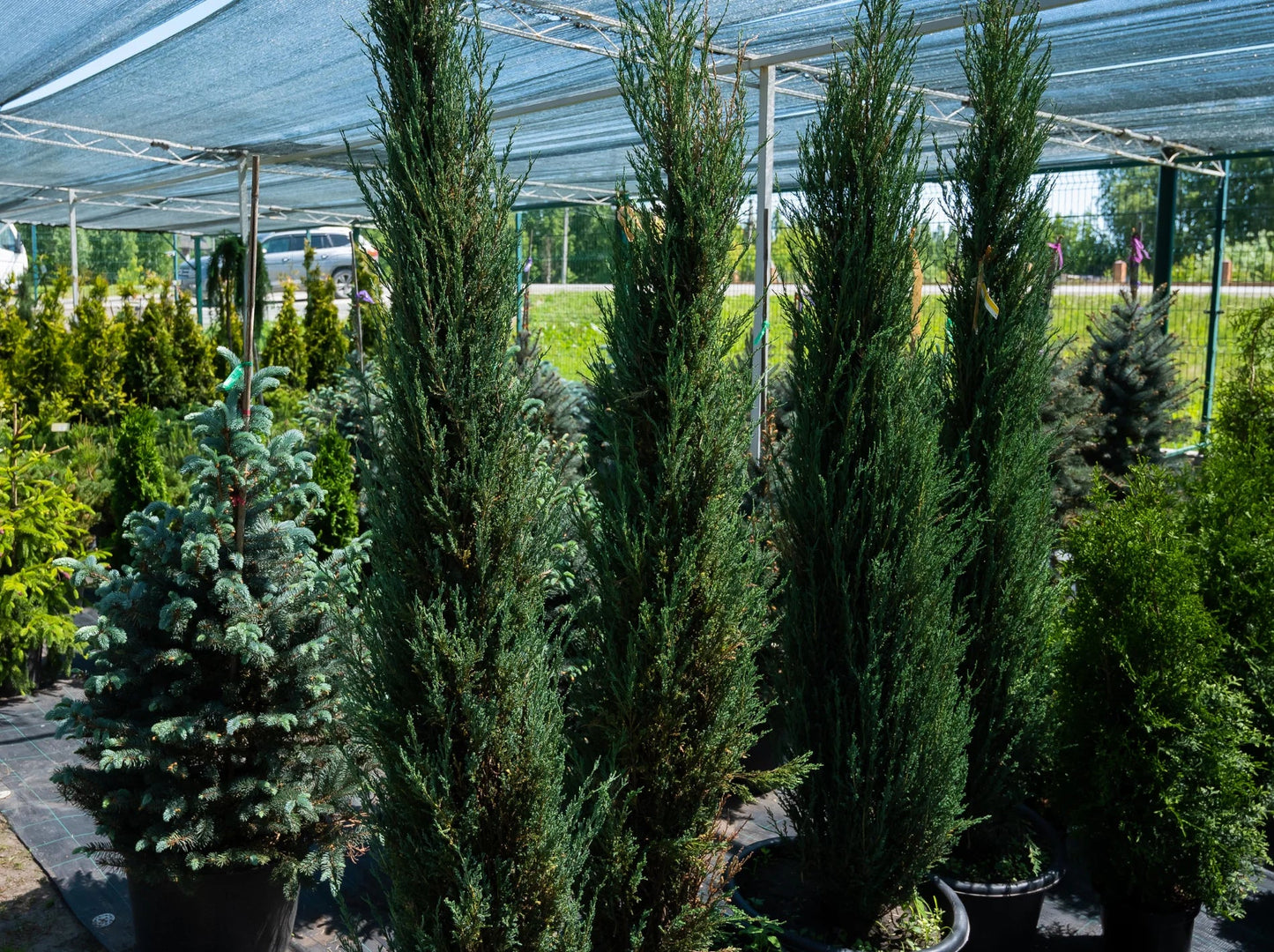 BLUE ARROW JUNIPER TREE 5gal